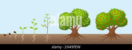 Tree growth cycle. Natural farming, trees grows and blooming. Growing apple bush with green foliage. Fruit plant from seed recent vector concept Stock Vector