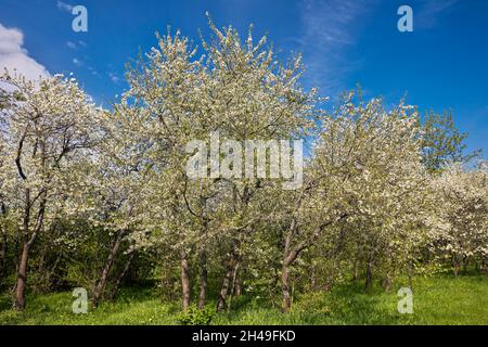 Cherry trees (Prunus cerasus) blossoming in spring. Kolomenskoye estate, Moscow, Russia. Stock Photo