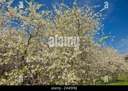 Cherry trees (Prunus cerasus) blossoming in spring. Kolomenskoye estate, Moscow, Russia. Stock Photo