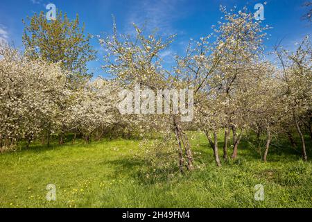 Cherry trees (Prunus cerasus) blossoming in spring. Kolomenskoye estate, Moscow, Russia. Stock Photo