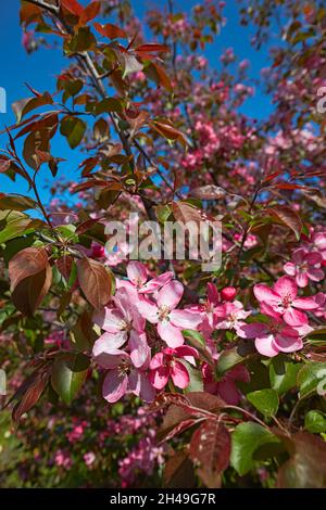 Blossoming branch of Niedzwetzky's apple tree (Malus niedzwetzkyana ...