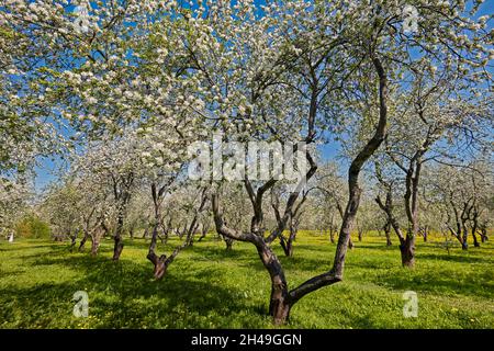 Orchard in Kolomenskoye estate with apple trees (Malus domestica) in blossom in spring. Moscow, Russia. Stock Photo