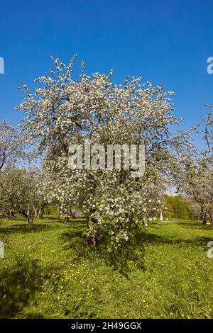 Orchard in Kolomenskoye estate with apple trees (Malus domestica) in blossom in spring. Moscow, Russia. Stock Photo