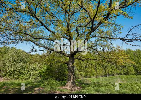 Old oak tree (Quercus robur) coming into leaf in spring. Kolomenskoye estate, Moscow, Russia. Stock Photo