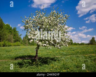 Single apple tree (Malus domestica) in blossom in spring. Bitsevski Park (Bitsa Park), Moscow, Russia. Stock Photo