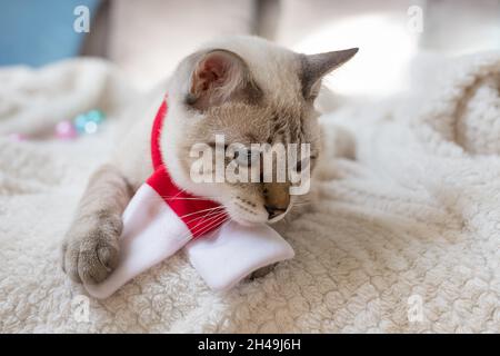cat wearing red scarf and lying on blanket at home Stock Photo