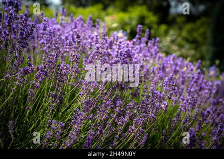 Abundant lavender flowers and pink roses blooming in the garden. Stock Photo