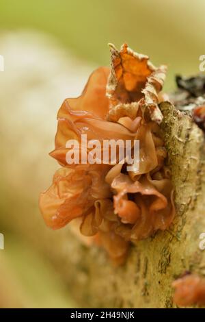 Jelly ear fungus Stock Photo