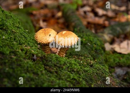 Shaggy scalycap mushroom,  Arnside, Milnthorpe, Cumbria, UK Stock Photo