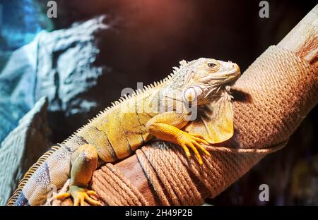 common green iguana sitting on a tree Stock Photo