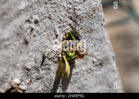 A female Patchwork leaf-cutter bee, Megachile centuncularis, using leaf segments to seal her nest in an empty screw hole in a concrete post Stock Photo