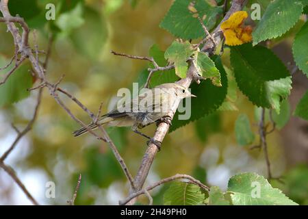 Common chiffchaff, Zilpzalp oder Weidenlaubsänger, Phylloscopus collybita, csilpcsalpfüzike, Uzbekistan, Central Asia Stock Photo