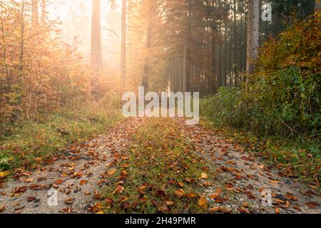 Sunlight is streaming through a fall colored forest with an idyllic rural road. Stock Photo