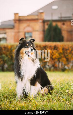Tricolor Rough Collie, Funny Scottish Collie, Long-haired Collie, English Collie, Lassie Dog Posing Outdoors Near Old House Stock Photo