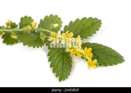 Common agrimony flowers isolated on white background Stock Photo