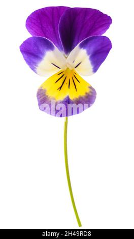 Wild pansy flower isolated on white background Stock Photo