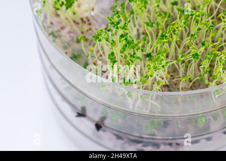 Fresh green broccoli sprouts in a transparent sprouter, white background. Healthy raw, vegan and vegetarian food with vitamins concept. Close up, selective focus, copy space Stock Photo