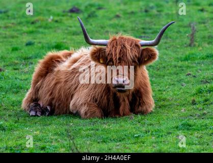 large cow with horns, bull with large horns, highland cattle, highland bull or cow with large sharp horns, livestock, farming, agricultural, bovine. Stock Photo