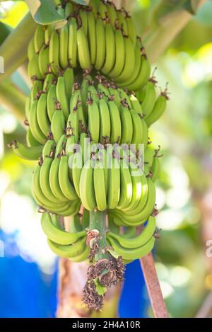 Bunches of bananas on a tree. A large bunch of bananas on a plantation in Cyprus in November. Close-up of bananas. Stock Photo