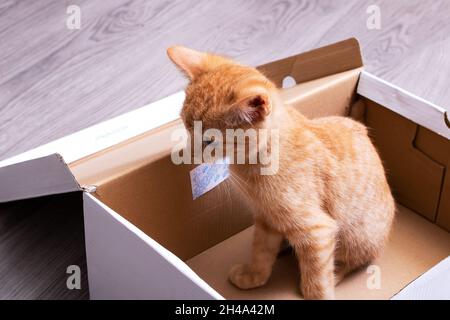 Ginger kitten playing in a cardboard box close up Stock Photo