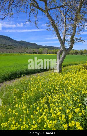 Beautiful spring in the Ojai Valley, Ventura CA Stock Photo