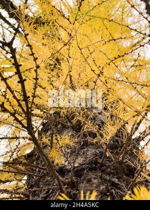 The close-up view of yellow larch branches against the background of an autumn park, yellow leaves and black tree branches Stock Photo