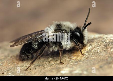 Ashy mining bee (Andrena cineraria) at rest on a stone. Tipperary, Ireland Stock Photo