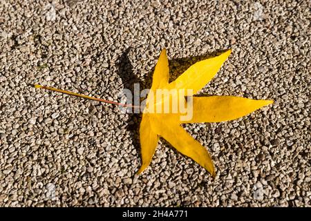 Single yellow leaf on the ground Stock Photo