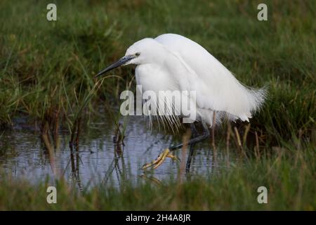 Adult Little Egret (Egretta garzetta) in breeding plumage with plumes, Christchurch Harbour, Dorset, England, United Kingdom Stock Photo