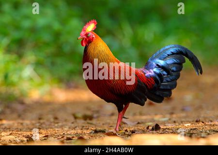 An adult male Sri Lanka Junglefowl (Gallus lafayettii) feeding on a forest track in Sinharaja Forest Reserve, Sri Lanka. Wild bird Stock Photo