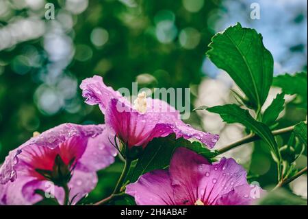 Macro shot of a bright pink hibiscus after a rain shower. Stock Photo