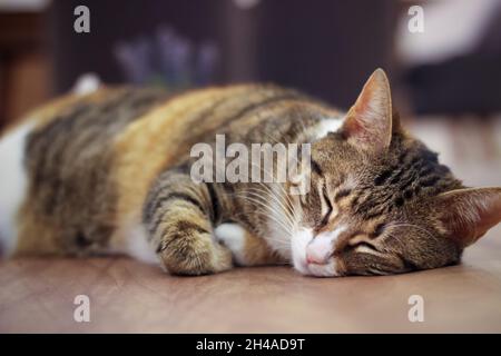 Adult cat lying down and sleeping on wooden table at home Stock Photo