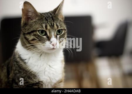 Adult cat sitting innocently at home and looking ahead Stock Photo