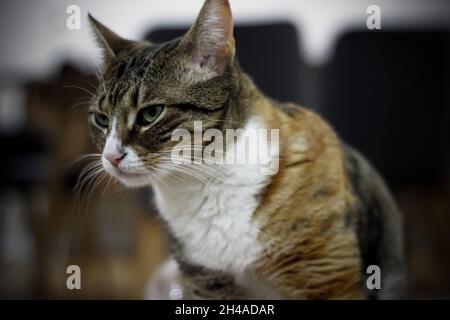 Adult female cat looking dangerous and serious Stock Photo