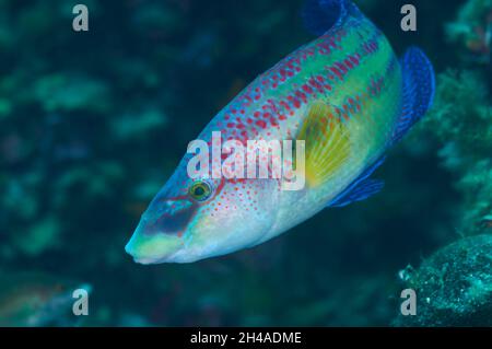 Peacock wrasse (Symphodus tinca) male in nuptial livery in Ses Salines Natural Park (Formentera, Balearic Islands, Mediterranean sea, Spain) Stock Photo