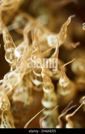Underwater closeup of the tentacles of a trumpet anemone (Aiptasia mutabilis) in Ses Salines Natural Park (Formentera, Mediterranean sea, Spain) Stock Photo
