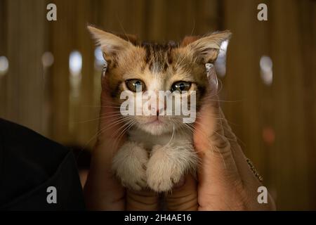 Female hands holding a kitten. Event conceived by a shelter for abandoned animals with the intention of finding a home for everyone. Stock Photo