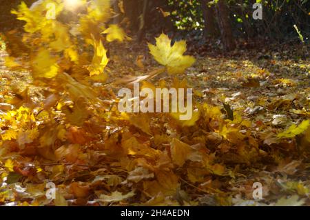 Wind in the park. Autumn cleaning of falling leaves. Stock Photo