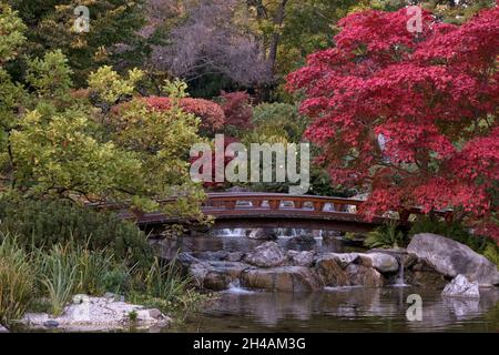 View of a bridge and a Japonese maple tree in late autumn in a classical japonese park in Vienna, Austria (Setagaya Park) Stock Photo