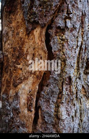 Bark of an old pine tree with streaks of amber resin close-up. Stock Photo