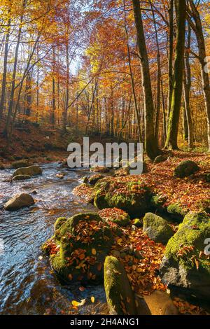 water stream in the forest. beautiful autumn nature scenery with colorful foliage on the trees. mossy stones on the shore. warm sunny weather Stock Photo