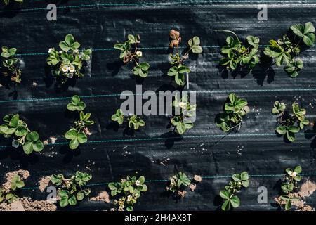 A bed under a black film with flowering and fruiting strawberry bushes.Sprouts strawberries in the garden under agropolitan. Stock Photo