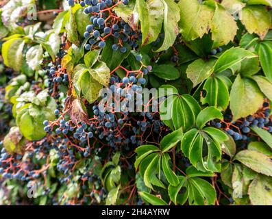 Virginia Creeper. The leaves and bright purple berries of virginia creeper seen here in Sicily, Italy. Stock Photo