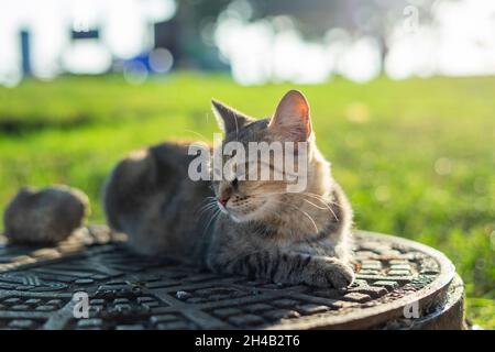 Tabby cat sitting on manhole Stock Photo