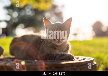 Tabby cat sitting on manhole Stock Photo