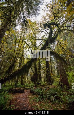 Scenic rainforest in the Olympic National Park in Washington state, USA Stock Photo