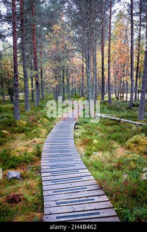 A wooden foot path curving into the pine forest in the scottish highlands Stock Photo