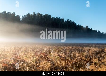 Scenic morning landscape in the Redwoods National Park, USA Stock Photo