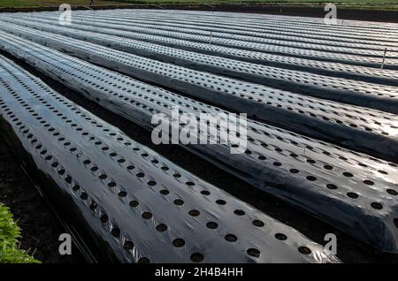 Black plastic prepared for planting. Holes in a bed covered with agro fiber. Stock Photo