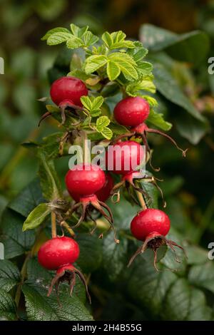 Closeup of ripe red hips of Rosa rugosa in autumn in the garden Stock Photo
